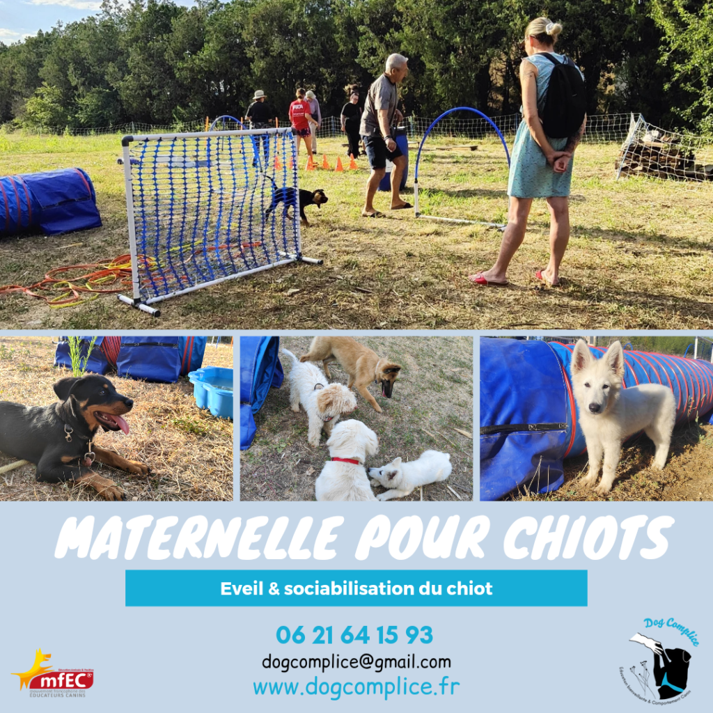 Maternelle pour chiots / école des chiots